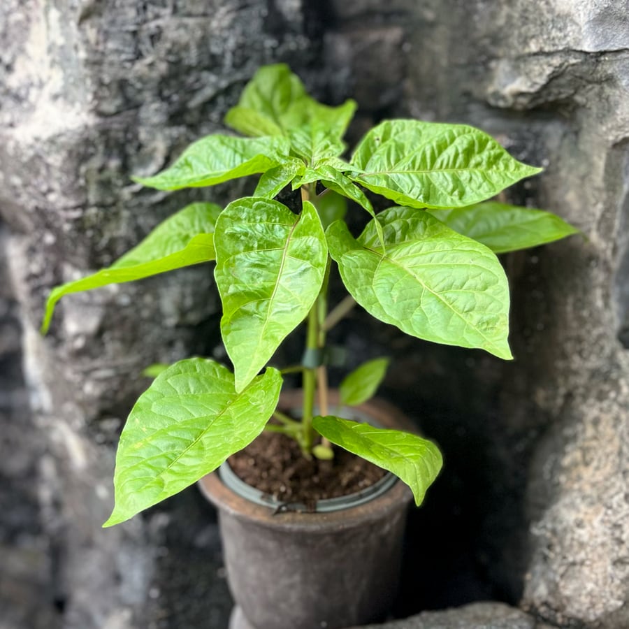 Capsicum chinense 'Carolina Reaper', blad