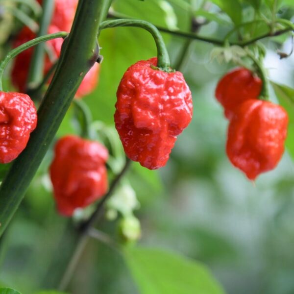 Capsicum chinense 'Carolina Reaper', frukter