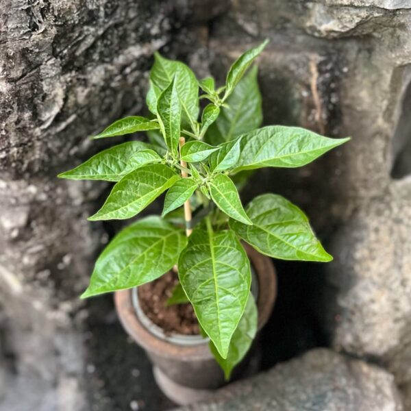 Capsicum chinense 'Citron', blad