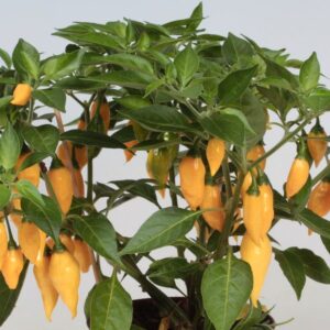 Capsicum chinense 'Citron'