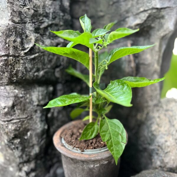 Capsicum chinense 'Citron', större ung planta