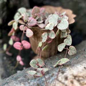 Ceropegia linearis, variegata, blad