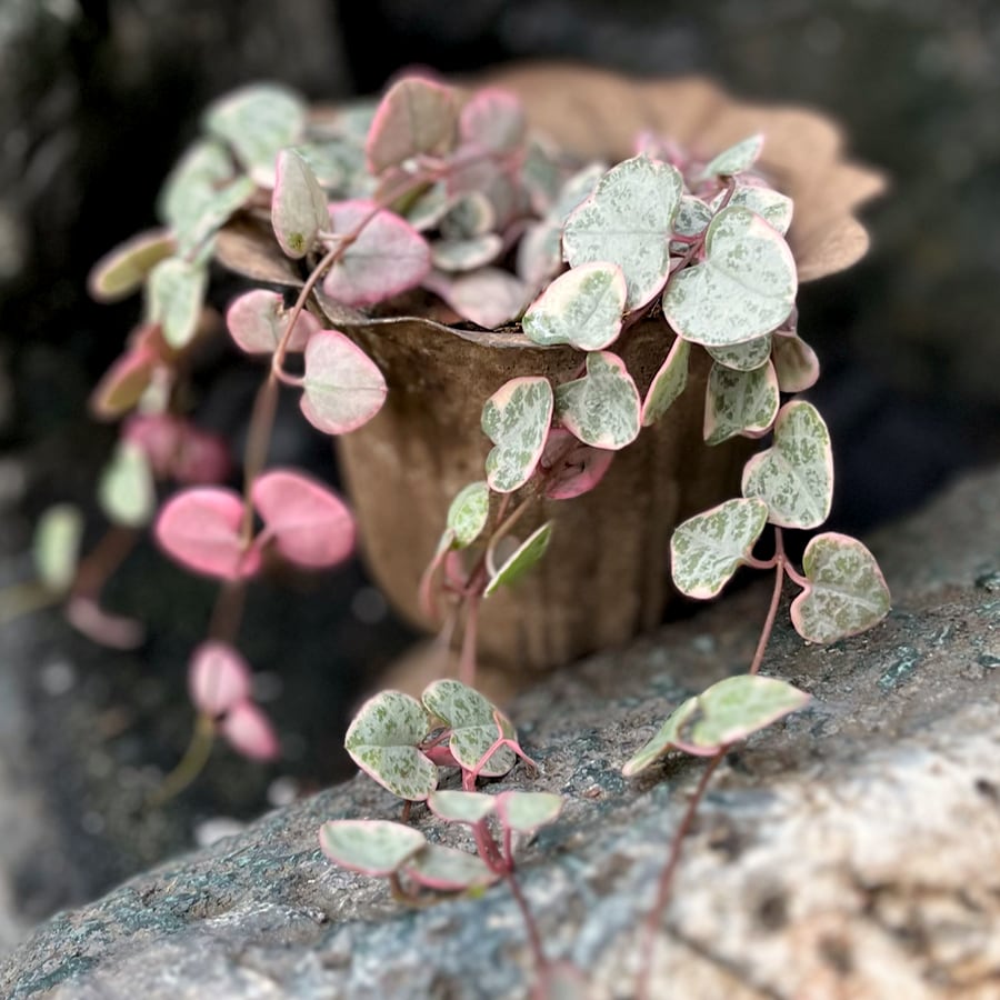 Ceropegia linearis, variegata, blad