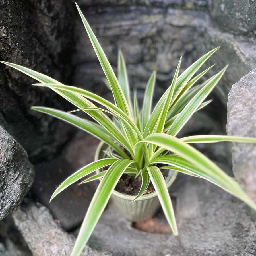 Chlorophytum comosum 'Irish', blad
