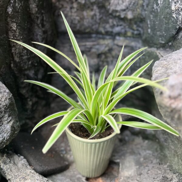 Chlorophytum comosum 'Irish', vuxen planta
