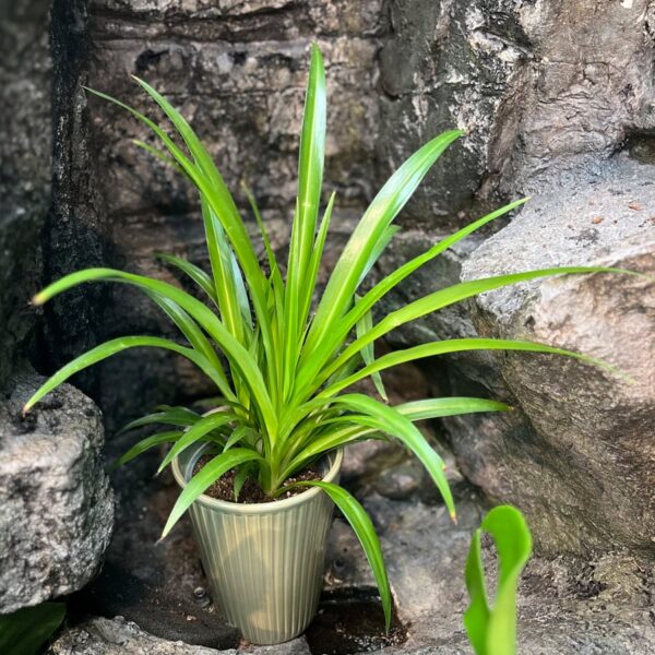 Chlorophytum comosum, blad