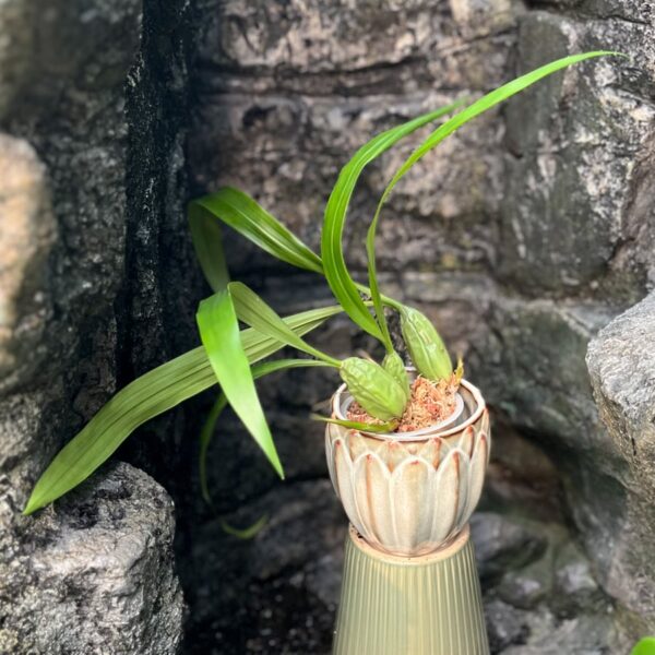 Coelogyne cristata, liten ung planta