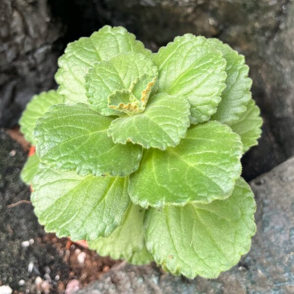 Coleus caninus 'Sumcol 01', blad