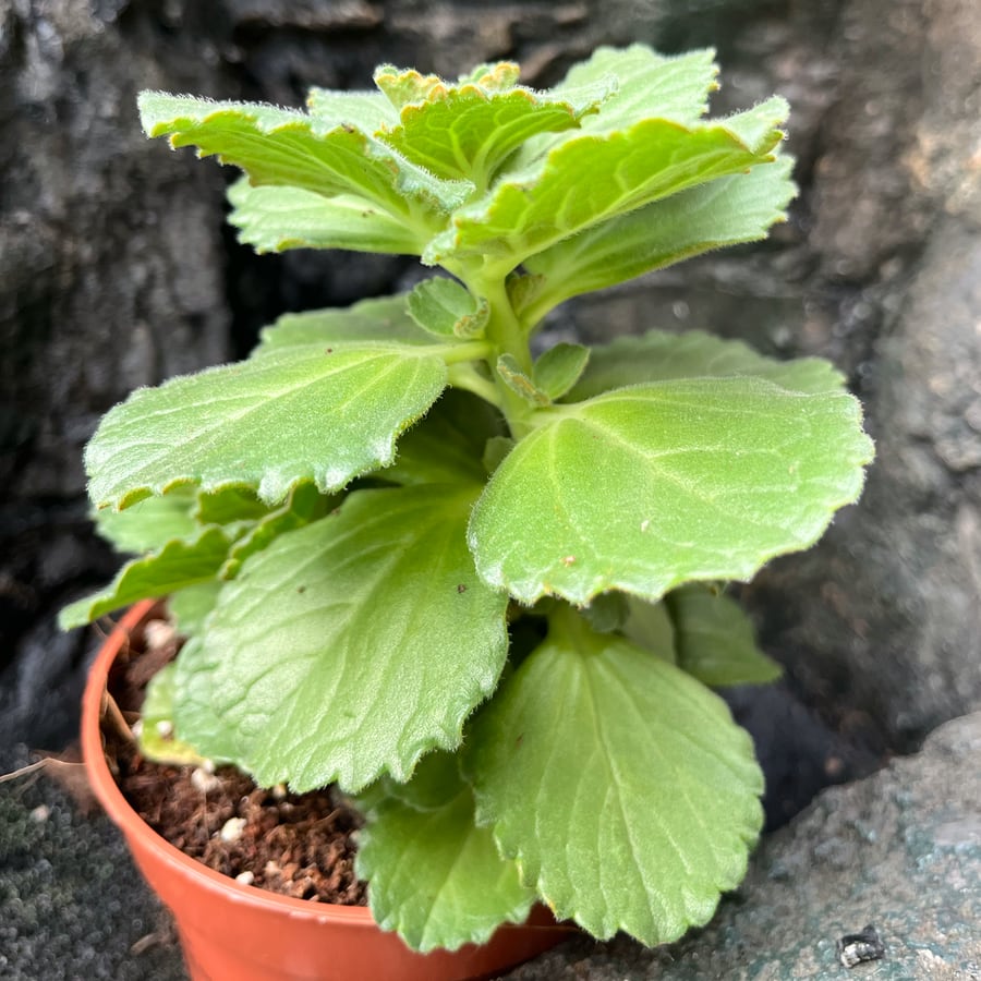 Coleus caninus 'Sumcol 01', ung planta