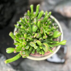 Crassula ovata 'Hobbit', blad
