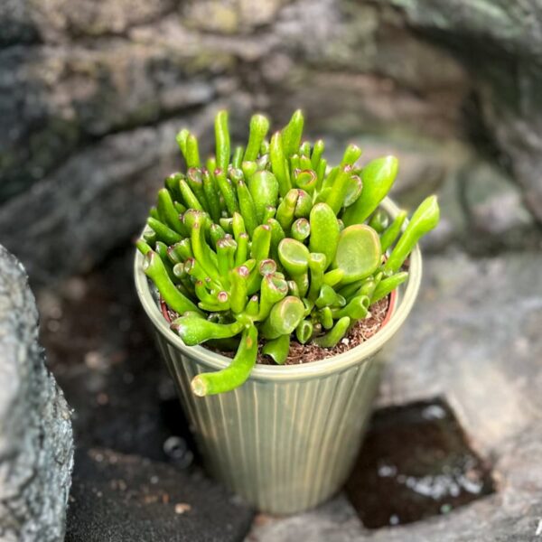 Crassula ovata 'Hobbit', vuxen planta