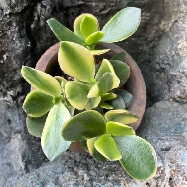 Crassula ovata 'Jade', blad