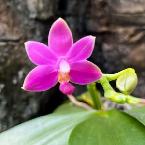 Doritaenopsis Purple Martin × Phalaenopsis Yang Yang Blueberry 'Blue', blomma