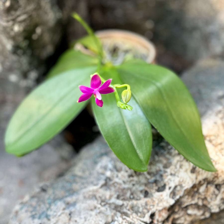 Doritaenopsis Purple Martin × Phalaenopsis Yang Yang Blueberry 'Blue', blommande planta, uppifrån