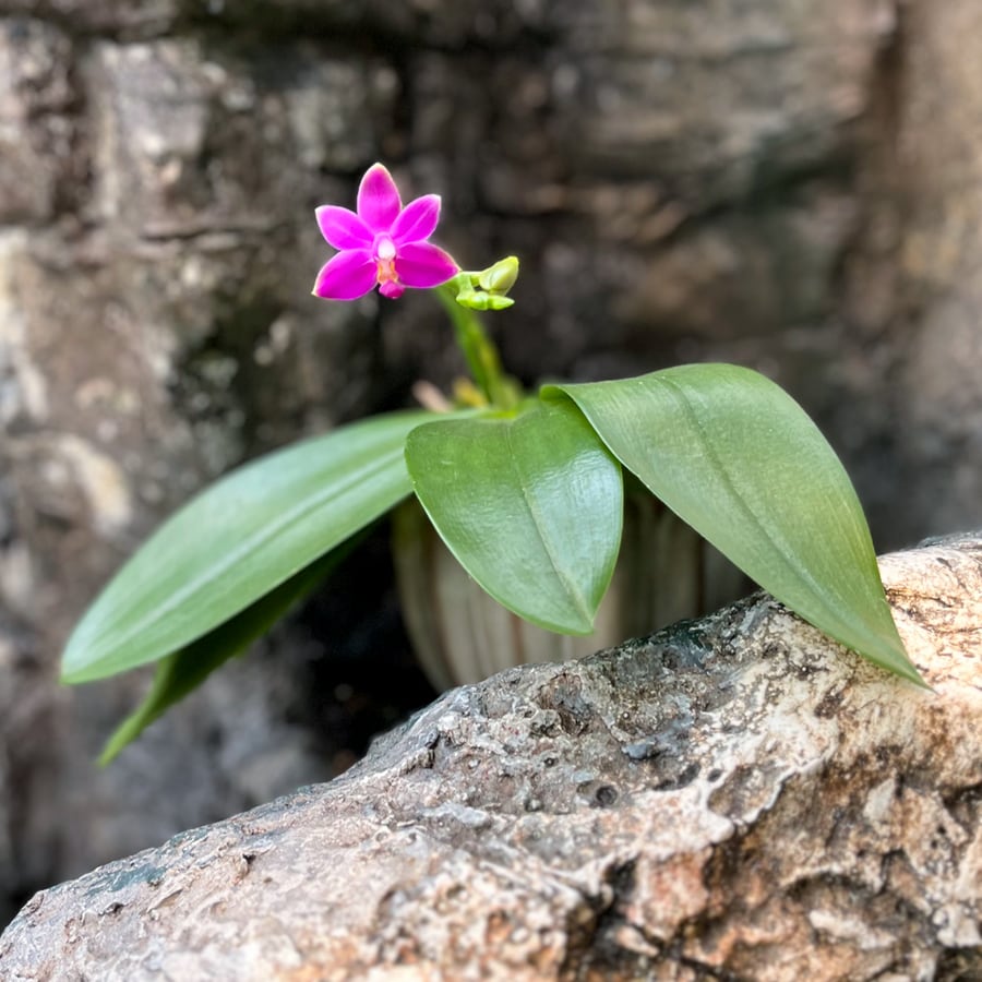 Doritaenopsis Purple Martin × Phalaenopsis Yang Yang Blueberry 'Blue', blommande planta