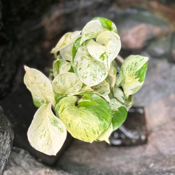 Epiprenum pinnatum 'Happy Leaf', blad