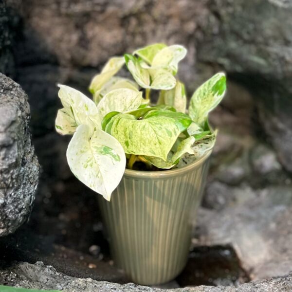 Epiprenum pinnatum 'Happy Leaf', vuxen planta