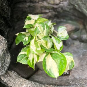 Epiprenum pinnatum 'Manjula', blad