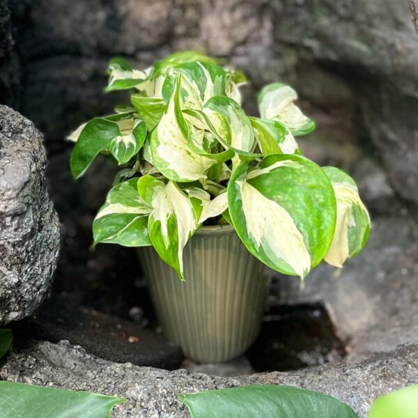 Epiprenum pinnatum 'Manjula', vuxen planta