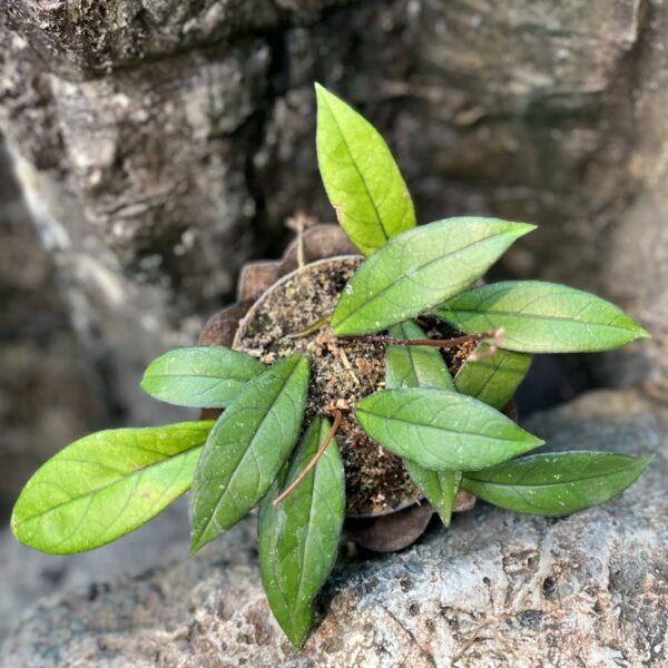 Hoya crassipetiolata, ung planta