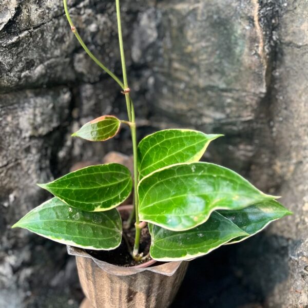 Hoya latifolia, albomarginata, ung planta