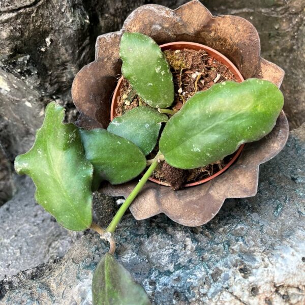 Hoya waymaniae, ung planta