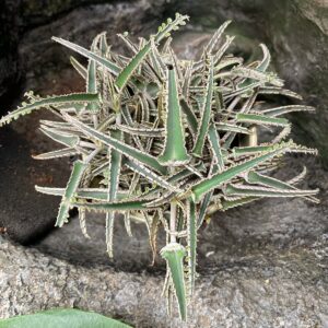 Kalanchoe daigremontianum, blad