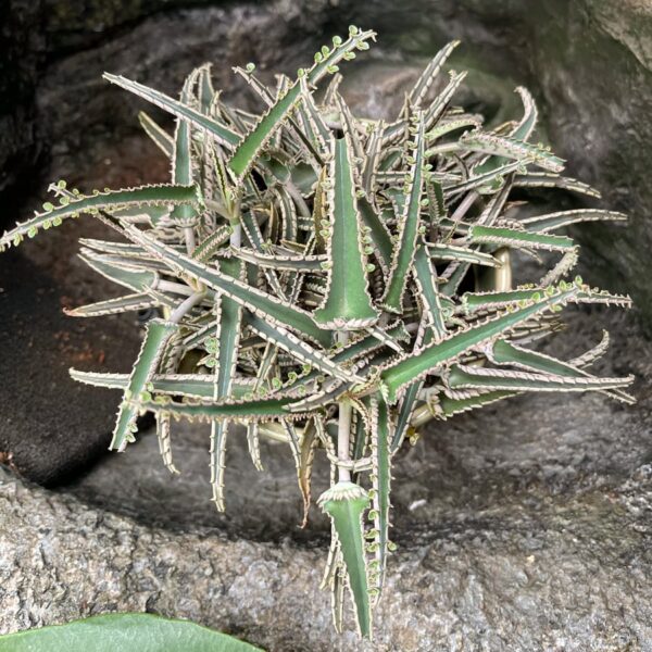 Kalanchoe daigremontianum, blad