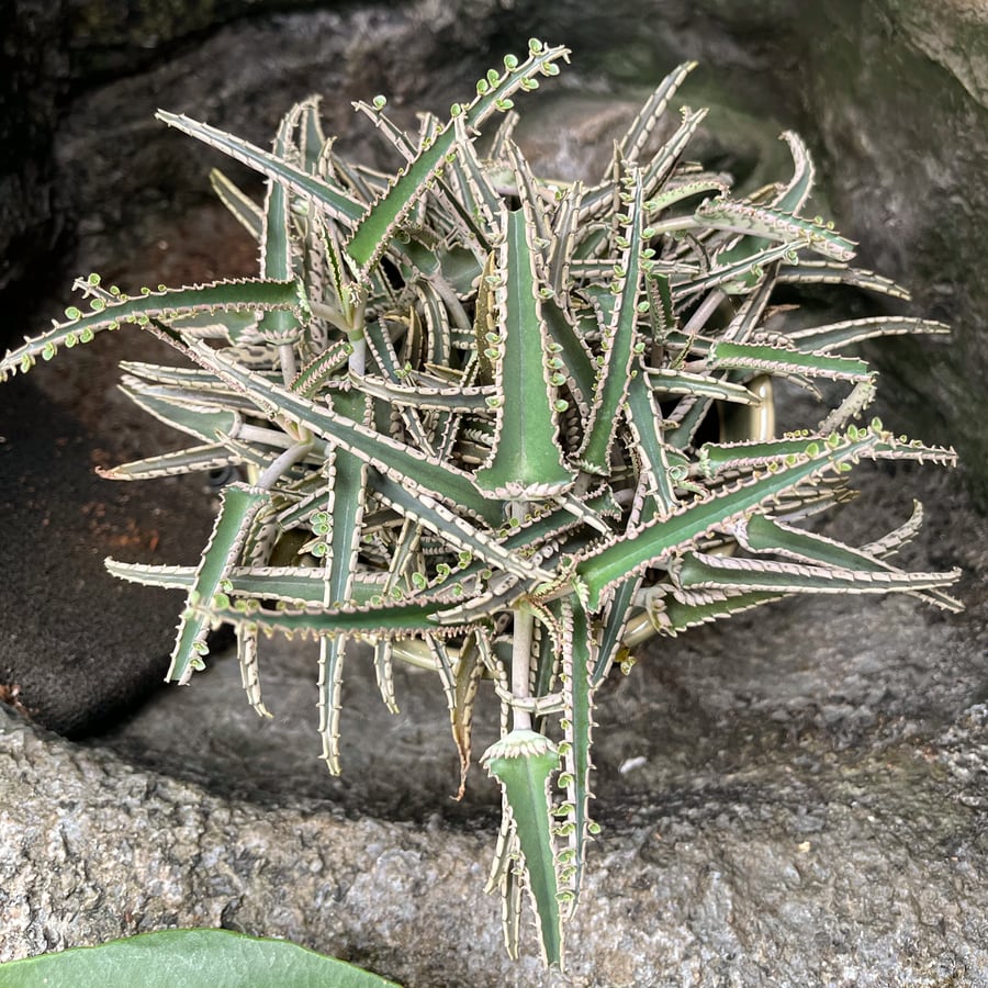 Kalanchoe daigremontianum, blad