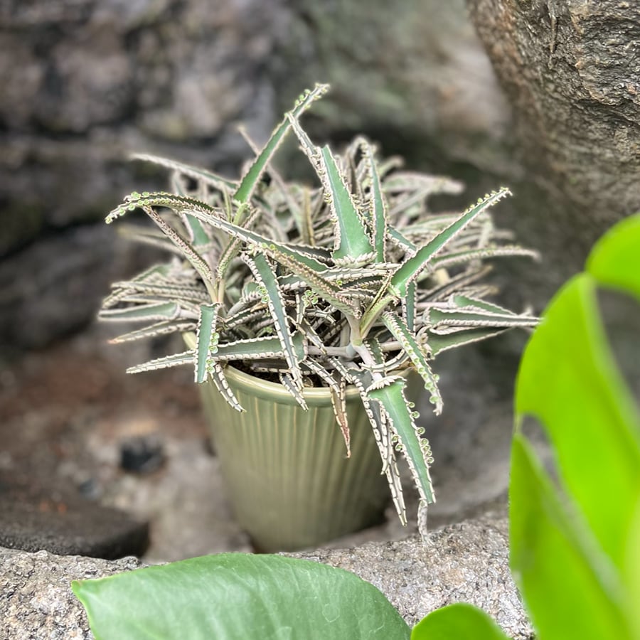Kalanchoe daigremontianum, vuxen planta