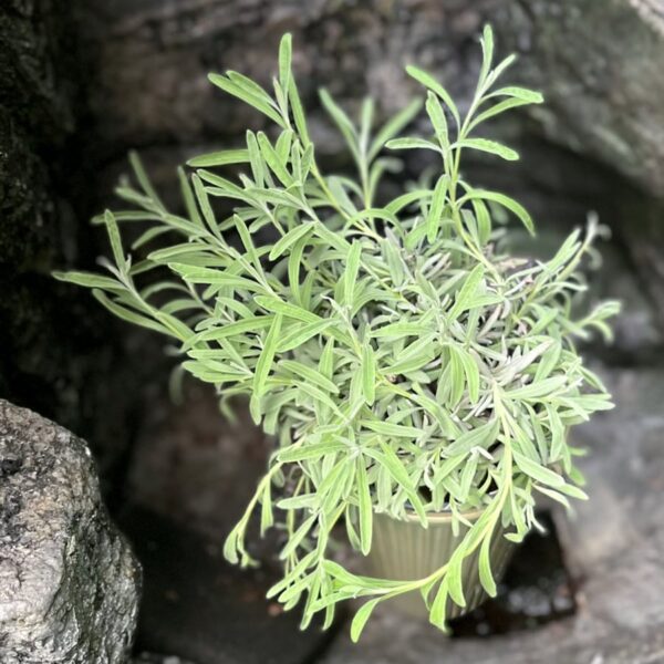 Lavandula angustifolia subsp. angustifolia, blad