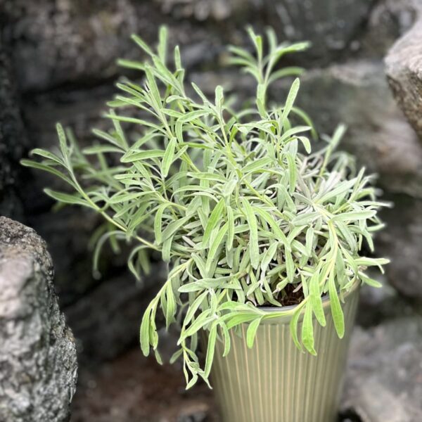 Lavandula angustifolia subsp. angustifolia, större ung planta