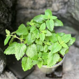 Melissa officinalis, blad