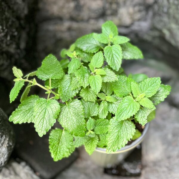 Melissa officinalis, blad