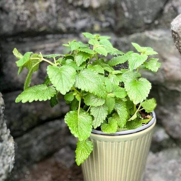 Melissa officinalis, större ung planta