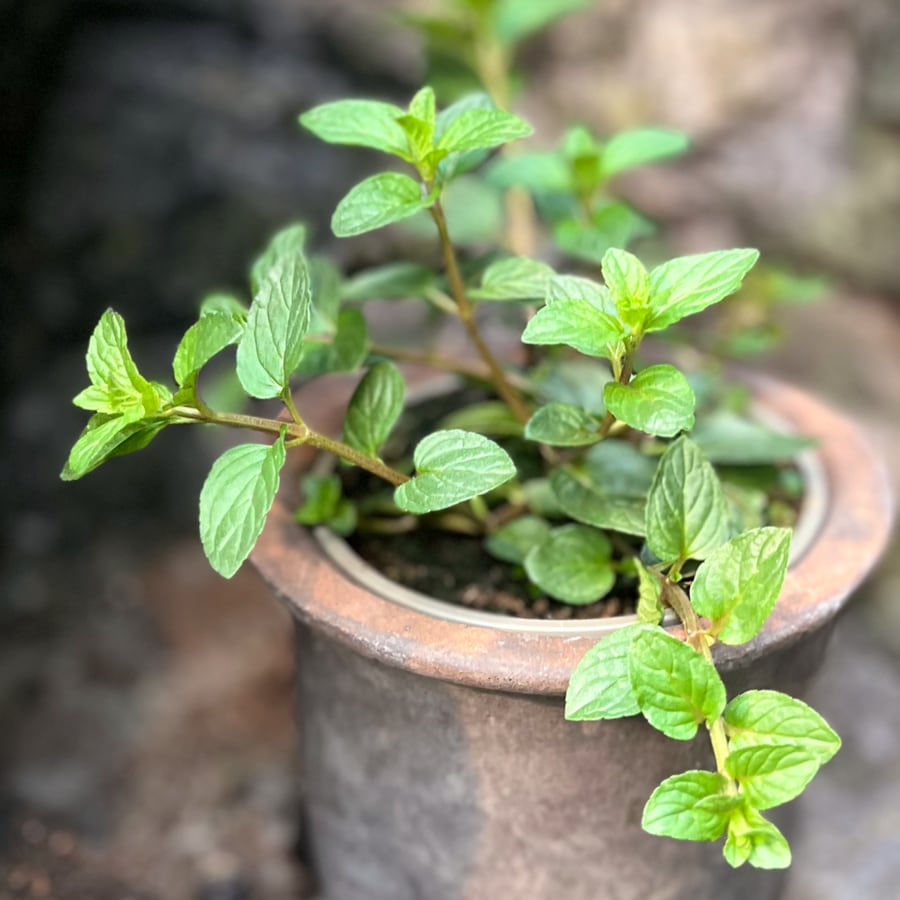 Mentha × piperita 'Chocolate', blad