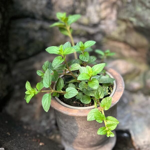 Mentha × piperita 'Chocolate', ung planta