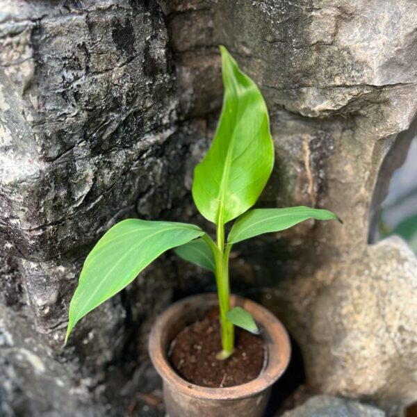 Musa basjoo, blad