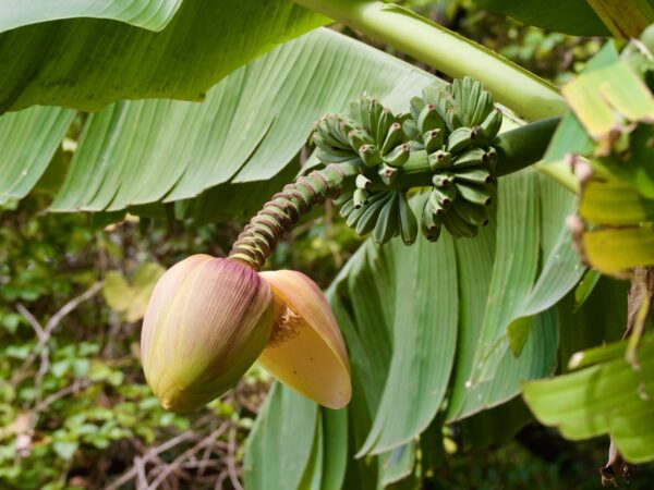 Musa basjoo, blommor