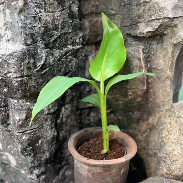 Musa basjoo, ung planta