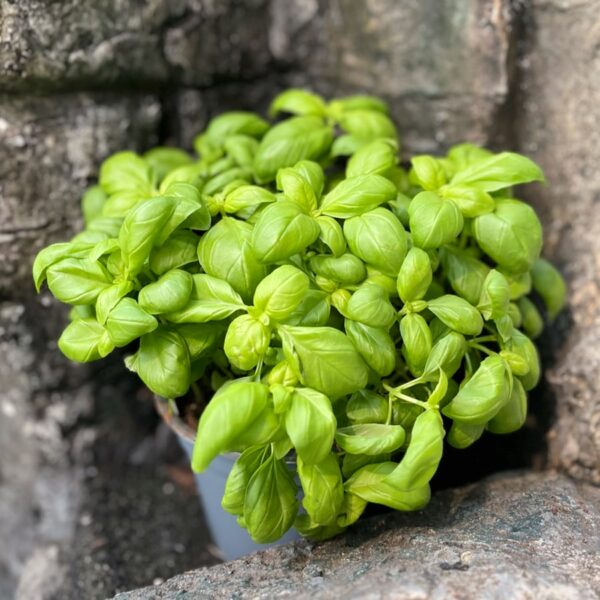 Ocimum basilicum 'Opal', stor nog att skörda