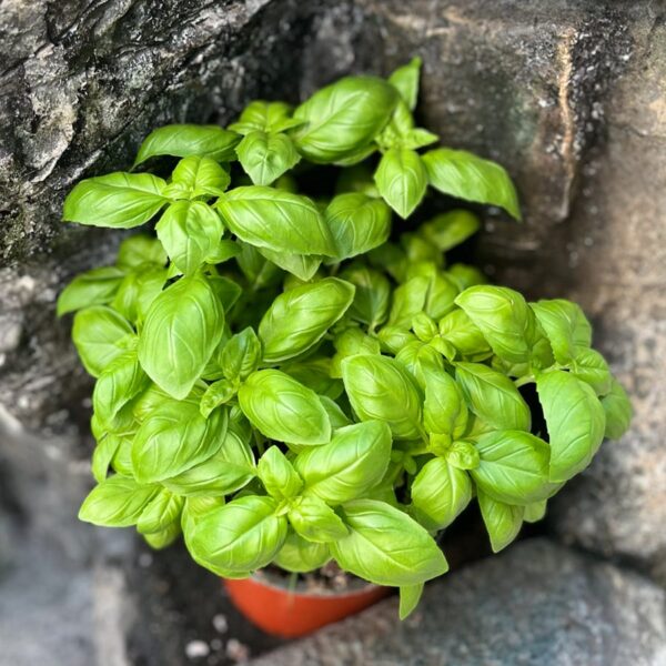 Ocimum basilicum, extra stor planta