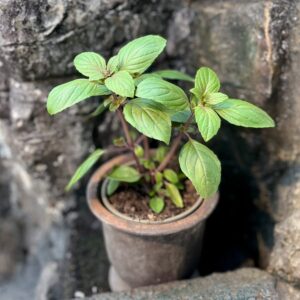Ocimum × africanum 'Magic Mountain', blad