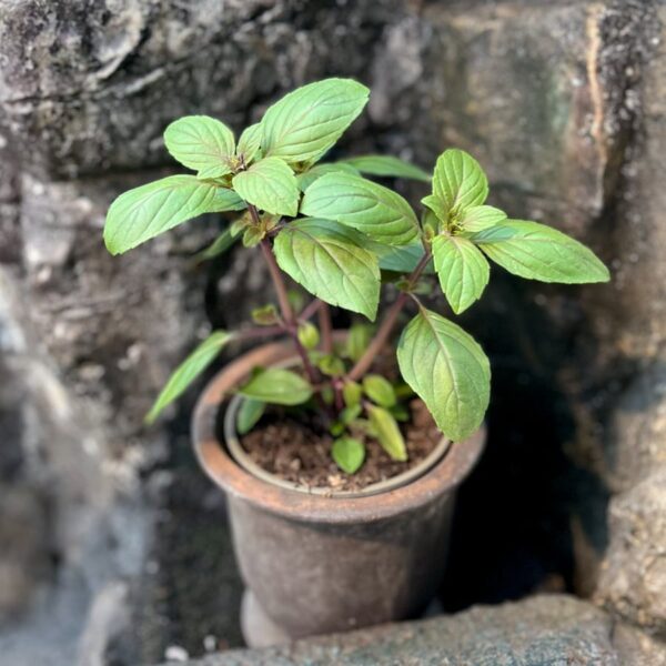 Ocimum × africanum 'Magic Mountain', blad