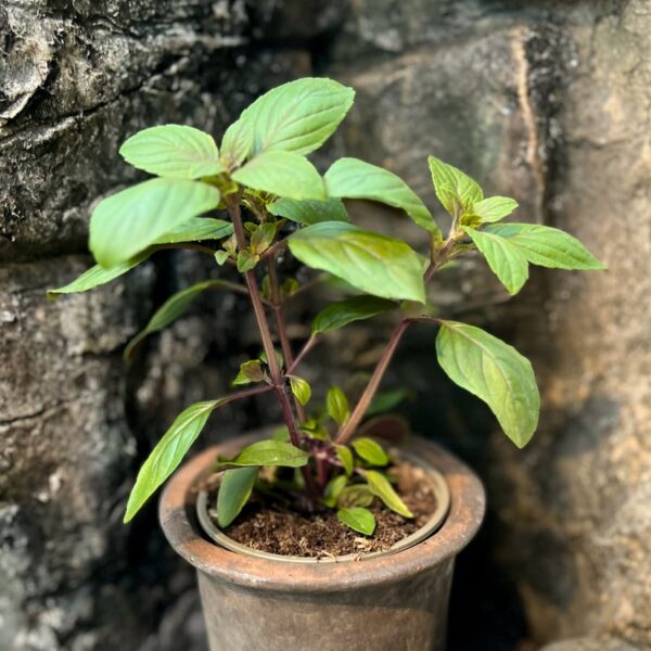 Ocimum × africanum 'Magic Mountain', större ung planta