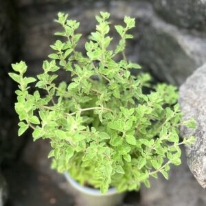 Origanum vulgare, blad