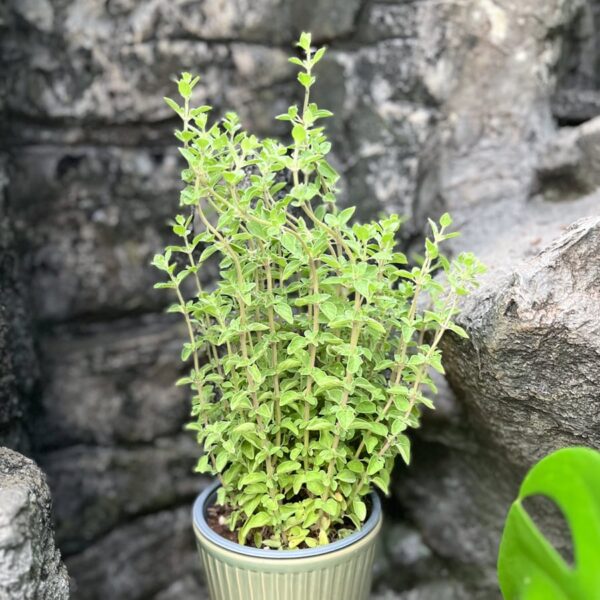 Origanum vulgare, stor nog att skörda
