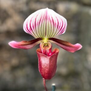 Paphiopedilum barbatum var nigritum, blomma