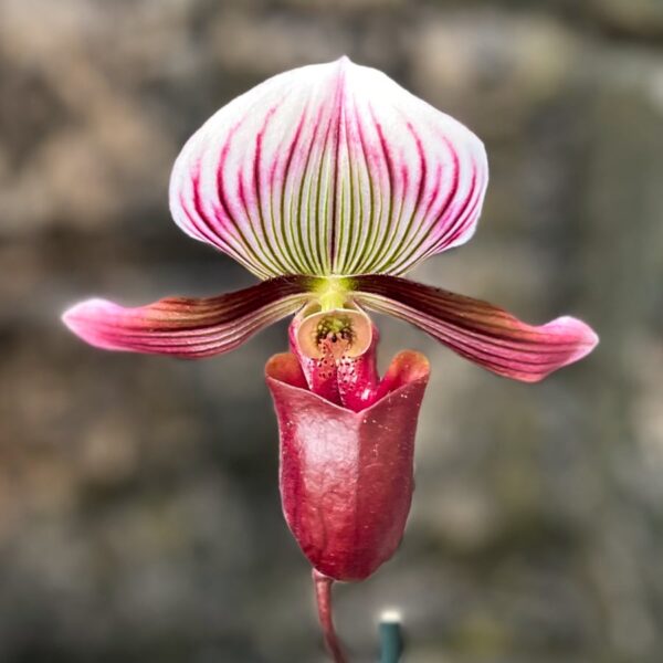 Paphiopedilum barbatum var nigritum, blomma