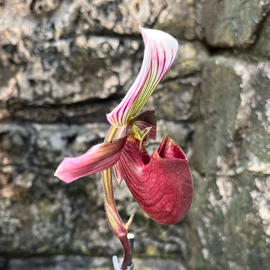 Paphiopedilum barbatum var nigritum, blomma, sidvy